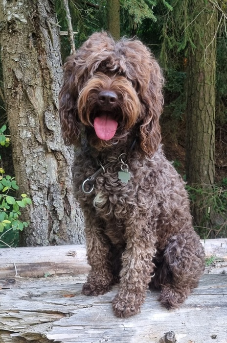 Wurfplanung 2025/2026